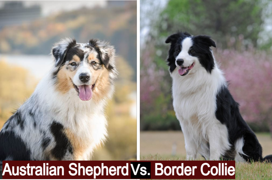 Australian Shepherd (on the left) vs. Border Collie (on the right)
